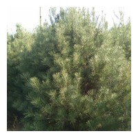 出售1米到8米各种规格白皮松