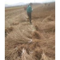 供应连翘苗，连翘苗批发，连翘苗价格，籽播药用连翘苗