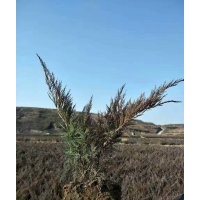 出售沙地柏无纺布营养杯都有规格齐全价格便宜上车快有需要的速联