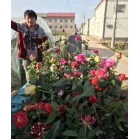 出售各种月季 月季,卫矛,冬青