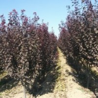 2-5紫叶李，紫叶矮樱