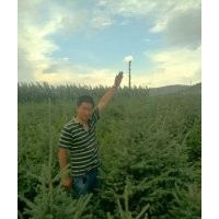 甘肃云杉-1米2米内蒙西藏日喀则专供云杉树苗