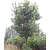 大量长期供应各种规格国槐