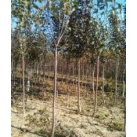 供应冬青、国槐、白皮松等绿化苗木