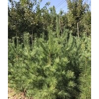 主营 白皮松华山松 五角枫 国槐  白蜡  苗子好 欢迎选购