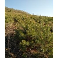 出售：1.5米到2.5米定值樟子松，营养杯樟子松，