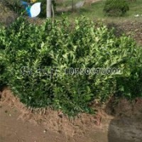 大叶黄杨产地批发、价格0.35毛钱一棵