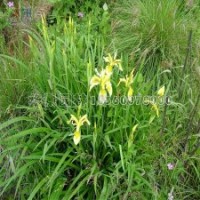 鸢尾花的苗价是多少