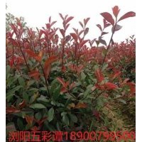 低价供应红叶石楠小苗