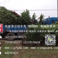 1.5米、1.6米、1.8米法国冬青大量优惠供应中