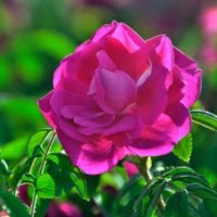 产地大量50-120公分高的刺玫花批发