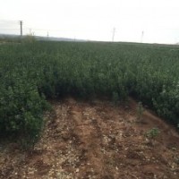 供应山东：大叶黄杨球苗，冬青球冬青苗，扦插苗