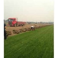 石家庄早熟禾草坪