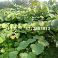 巨紫荆苗木 巨紫荆树苗 巨紫荆小苗 巨紫荆种子 巨紫荆