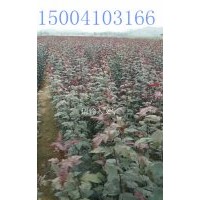 皇家雨点海棠@皇家雨点海棠苗