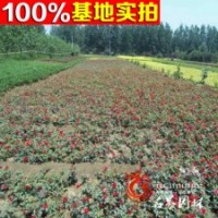 基地直销 钻石玫瑰 小苗 量大