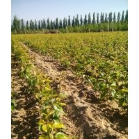 八棱海棠树小苗