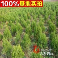 供应优质绿化工程苗木 蜀桧球