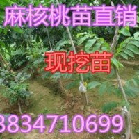 批发麻核桃苗：（致富好门道 种植麻核桃）