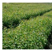 九角枫苗，九角枫树苗，假色槭苗，枫叶树苗