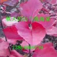 山东白兰地海棠，白兰地海棠接穗，白兰地海棠接穗价格