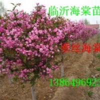 供山东皱皮木瓜苗，木瓜海棠，垂丝海棠，西府海棠