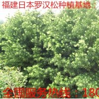 3公分罗汉松 供应3公分罗汉松 3公分罗汉松供应 3公分福建罗汉松
