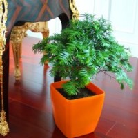 红豆杉,天然氧吧的缔造者,可以降解苯、甲苯、二甲苯