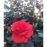 长期供应大花月季