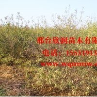 欣润苗木大量供应红叶碧桃