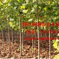 河北邢台欣润苗木大量供应法桐 4公分