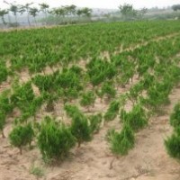 山东泰安龙柏苗批发价格