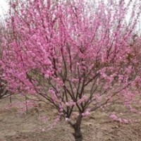 白蜡苗；山西白腊苗；白腊苗价格