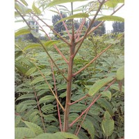 直销香椿树