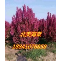 北美海棠苗/绚丽海棠苗