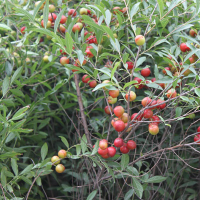 李子苗，钙果、花椒苗