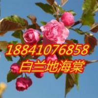 5万株白兰地海棠苗