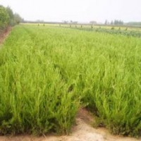 供应:龙柏，塔柏，桧柏,樱花，西湖海棠，蜀桧