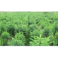 云杉大量低价出售规格齐全