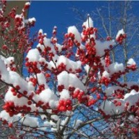 供应北美冬青苗