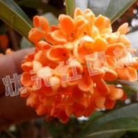 供应丹桂、金森女贞