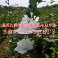 2016新上白花木槿苗价格白花药用木槿花苗