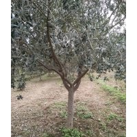 油橄榄树苗