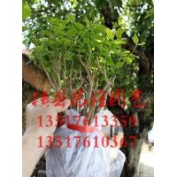 供应山东济南双瓣茉莉花苗