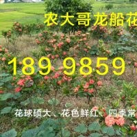 小榄龙船花批发