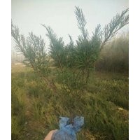 出售沙地柏无纺布营养杯都有规格齐全价格便宜上车快有需要的速联