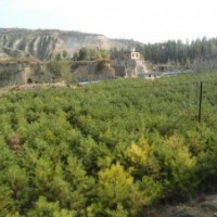 供应大量油松，长期有效！还有草绳！