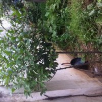 出售各种苗木栾树 槐树 金叶女贞 各种苗木