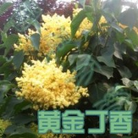 山东黄金丁香黄花丁香的繁殖方法