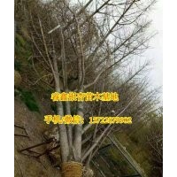 29公分银杏树价格|银杏树价格|睿鑫银杏(图)